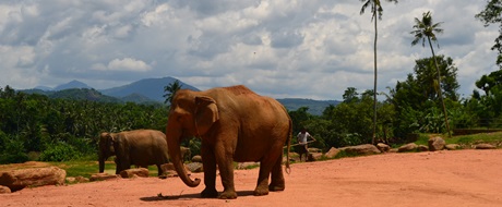 dovolená Srí Lanka